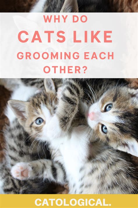 Why do cats groom each other. Things To Know About Why do cats groom each other. 
